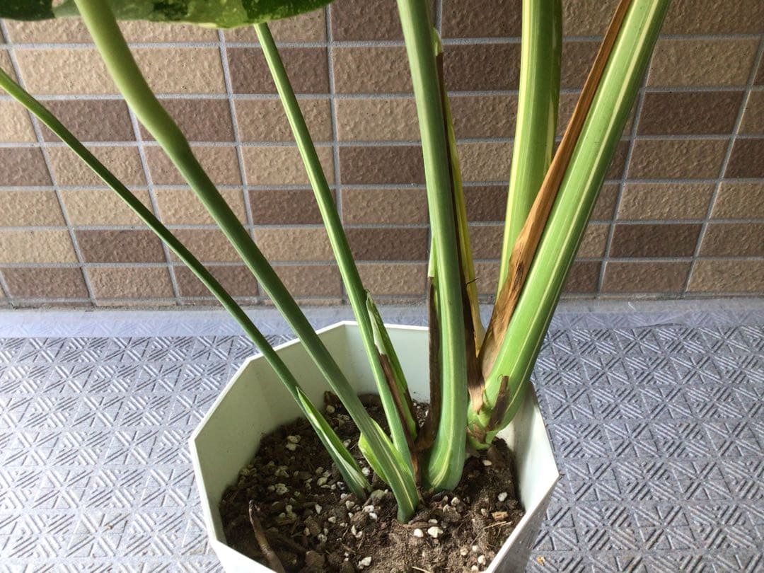 ② ます※プロフ要確認商品‼︎斑入りモンステラ・タイコンステレーション7号