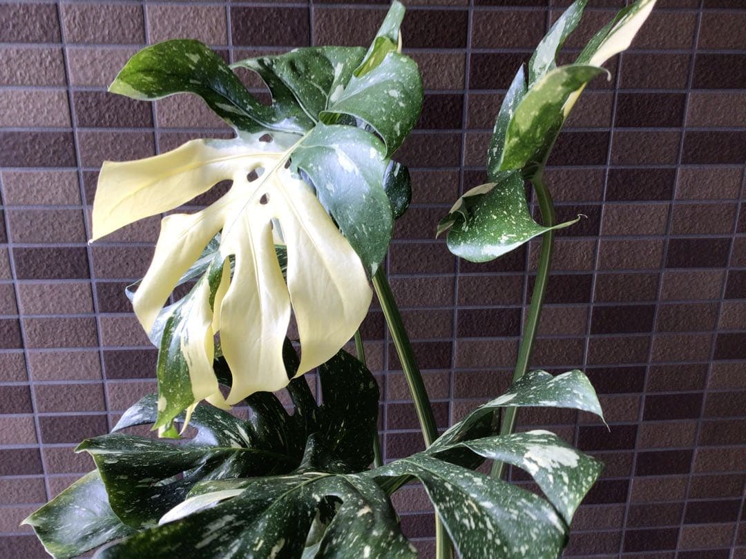 ② ます※プロフ要確認商品‼︎斑入りモンステラ・タイコンステレーション7号