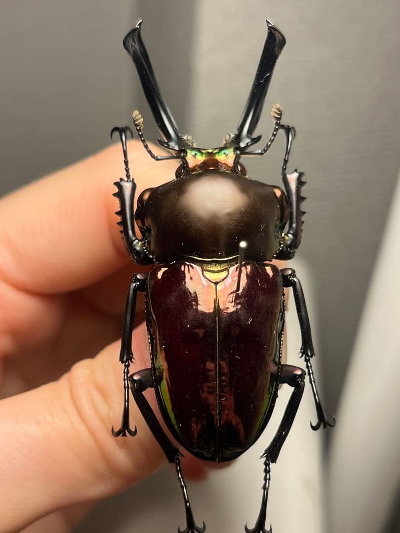 【標本】ニジイロクワガタ オウゴンオニクワガタ ピカール血統 レッドピカール