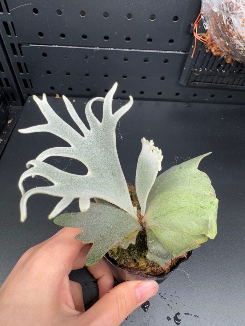 【平凡之鹿】ビカクシダ YMDS Totoro HHRナーセリータグ付け#075