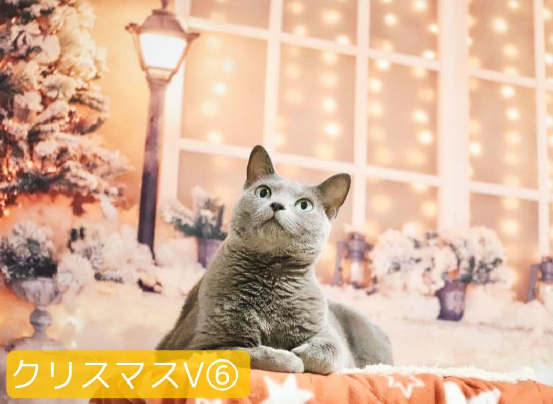 紅葉　背景布秋XD①　ペット撮影用　80×120cm　トリミングチョーカー販売中