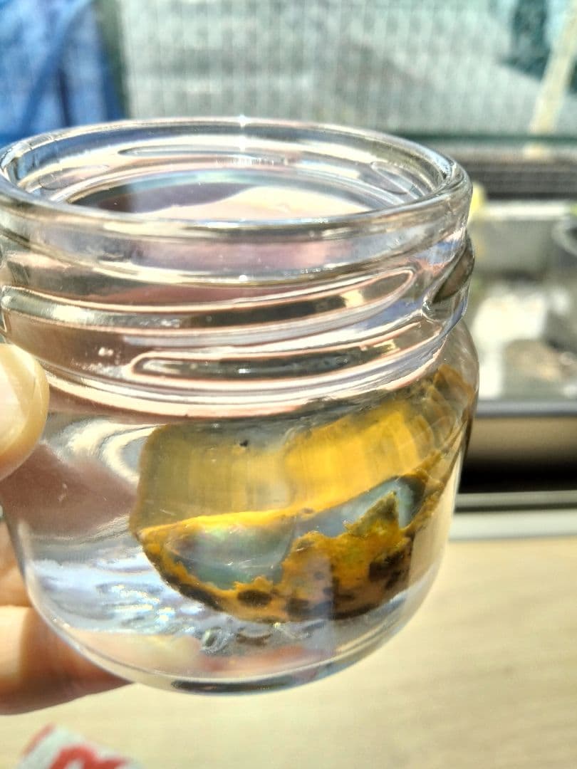 国産オパール　原石　国産　鉱物　国産鉱物　オパール　原石　美しいオパール123