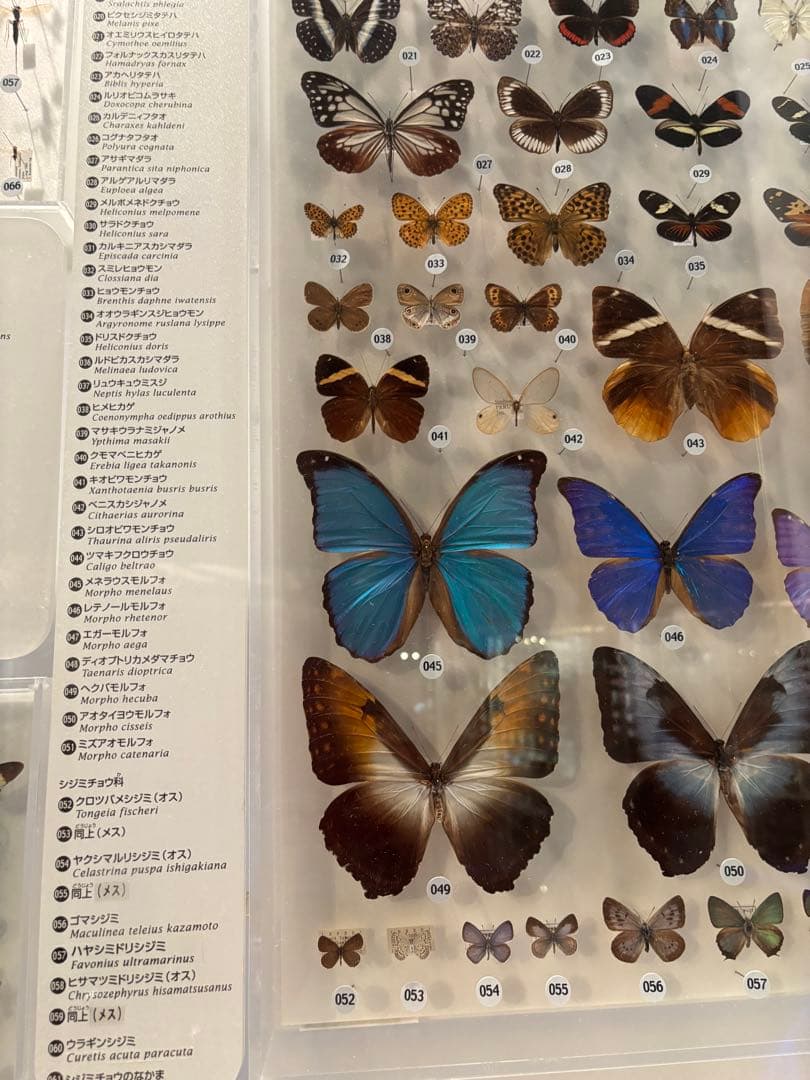 Morpho deidamia 蝶標本 木製フレーム付き