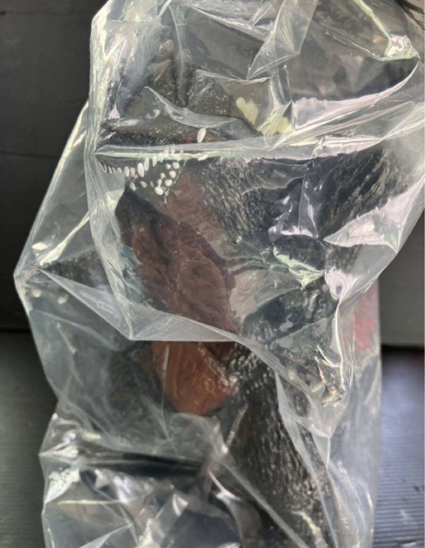 エンビー　スペースゴジラ　宇宙凶悪戦闘獣スペースゴジラ 背面蓄光ver