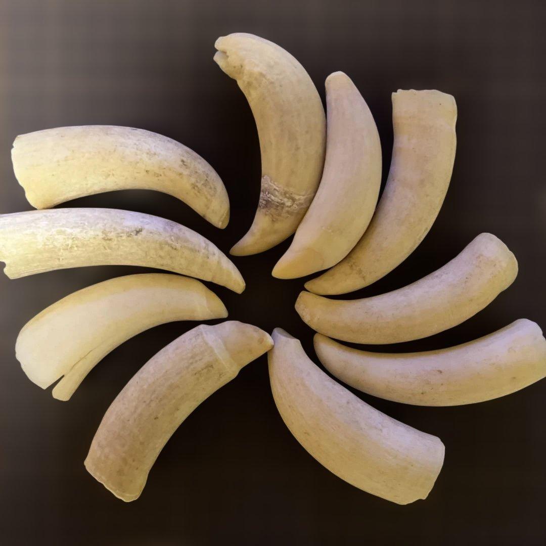 鯨歯　マッコウクジラ