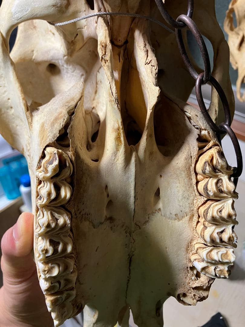 頭骨　頭蓋骨　ウシ　牛　種名 Bos taurus ※条約などには抵触しない種類