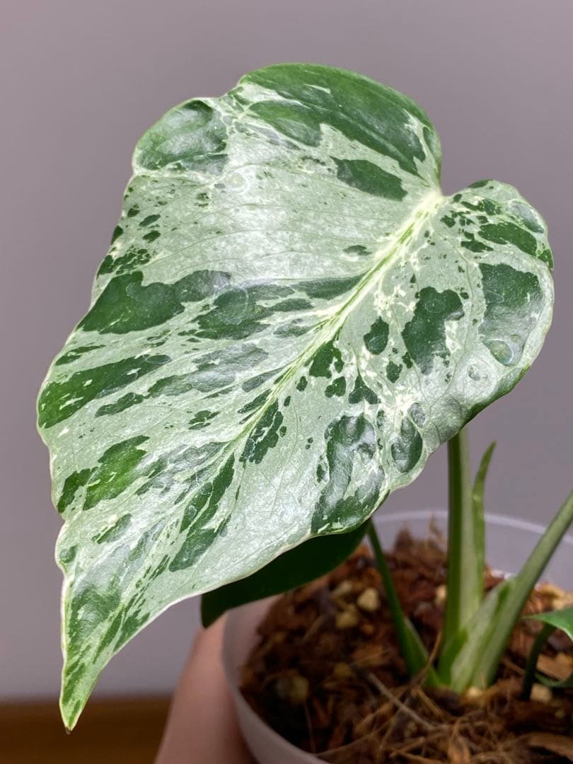 ル*ル様 【超美苗‼️】モンステラ　デリシオーサ　ベトシオーサ　バルバソー　フシ