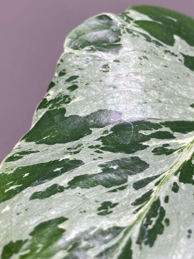 ル*ル様 【超美苗‼️】モンステラ　デリシオーサ　ベトシオーサ　バルバソー　フシ