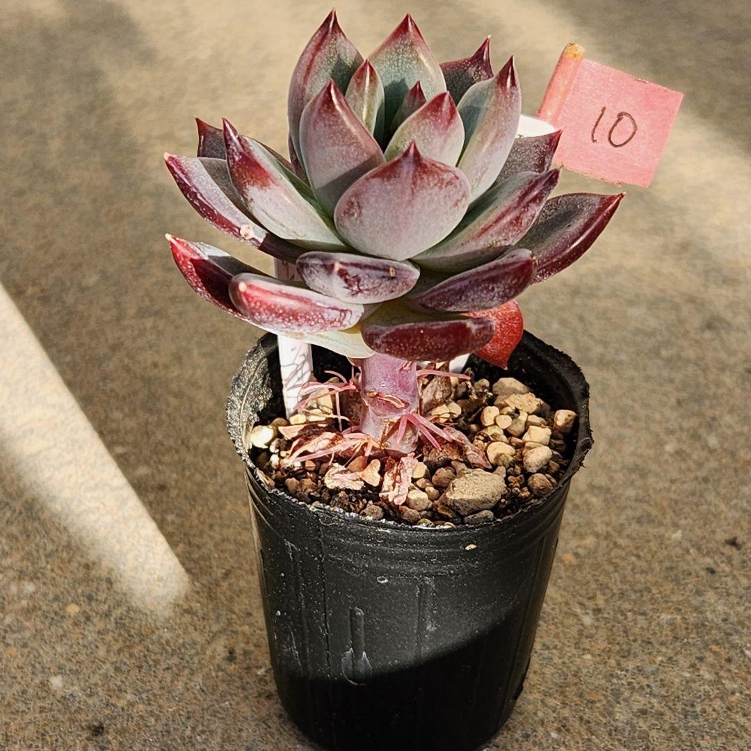 は*ん様 リンゼアナ クローン抜き苗