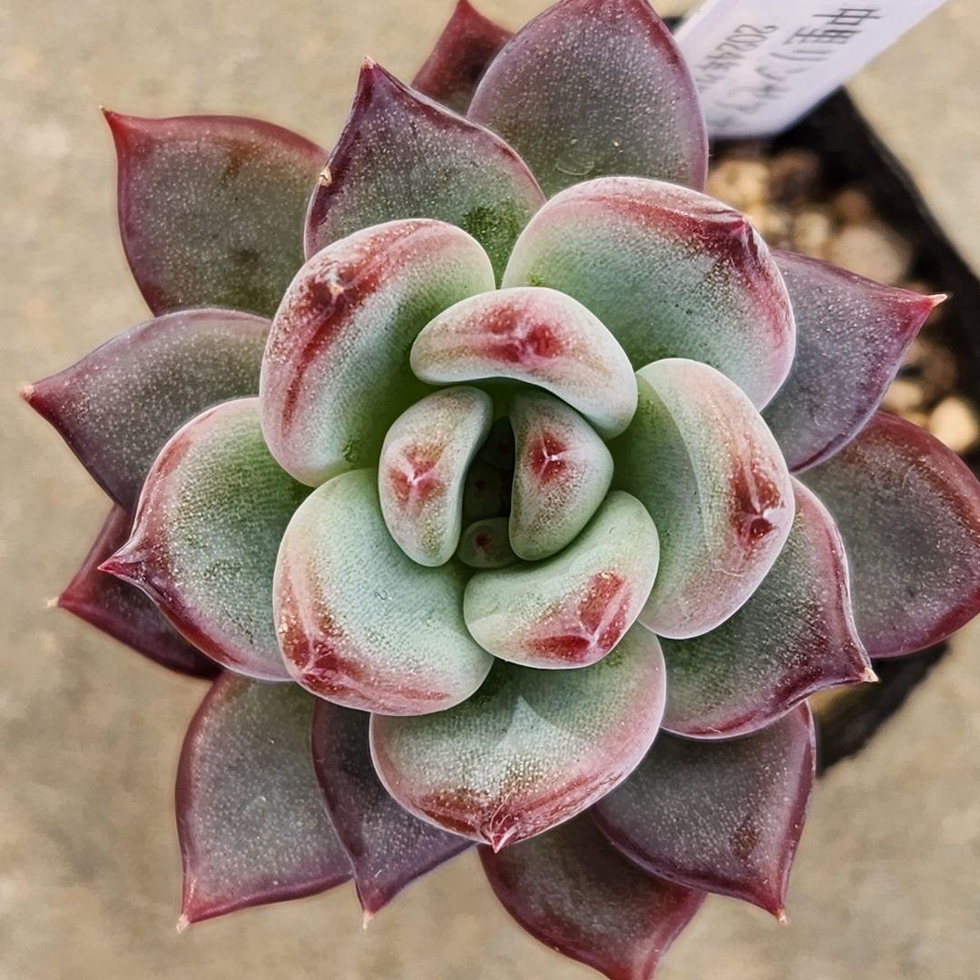 は*ん様 リンゼアナ クローン抜き苗