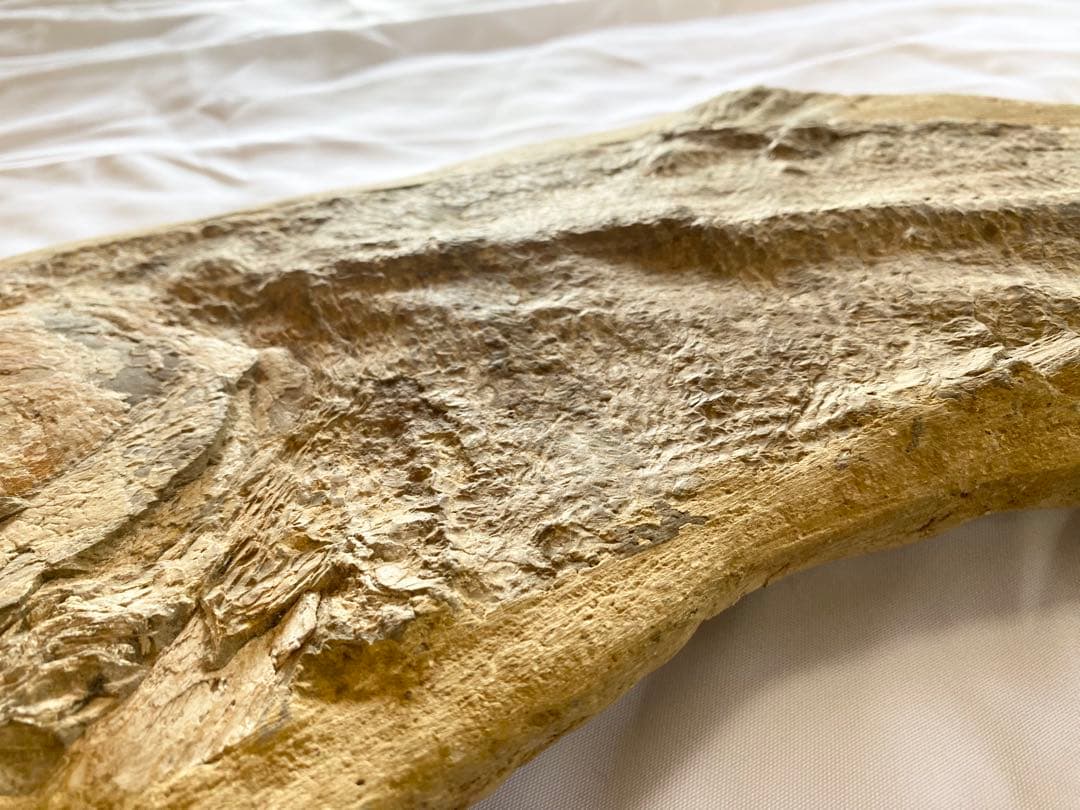 ブラジル産　魚の化石　重さ6.1kg 長さ64.2cm 幅17.5cm ③