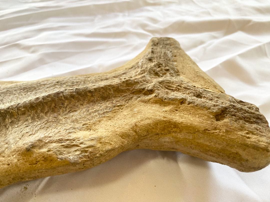 ブラジル産　魚の化石　重さ6.1kg 長さ64.2cm 幅17.5cm ③