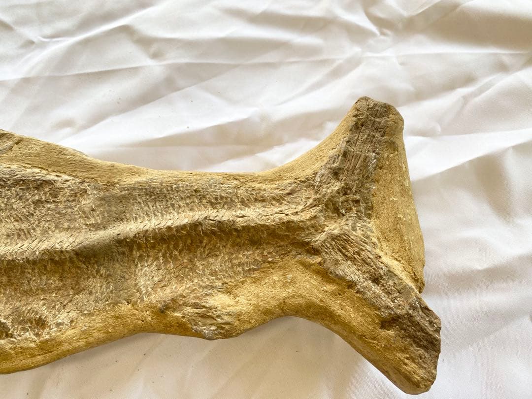 ブラジル産　魚の化石　重さ6.1kg 長さ64.2cm 幅17.5cm ③