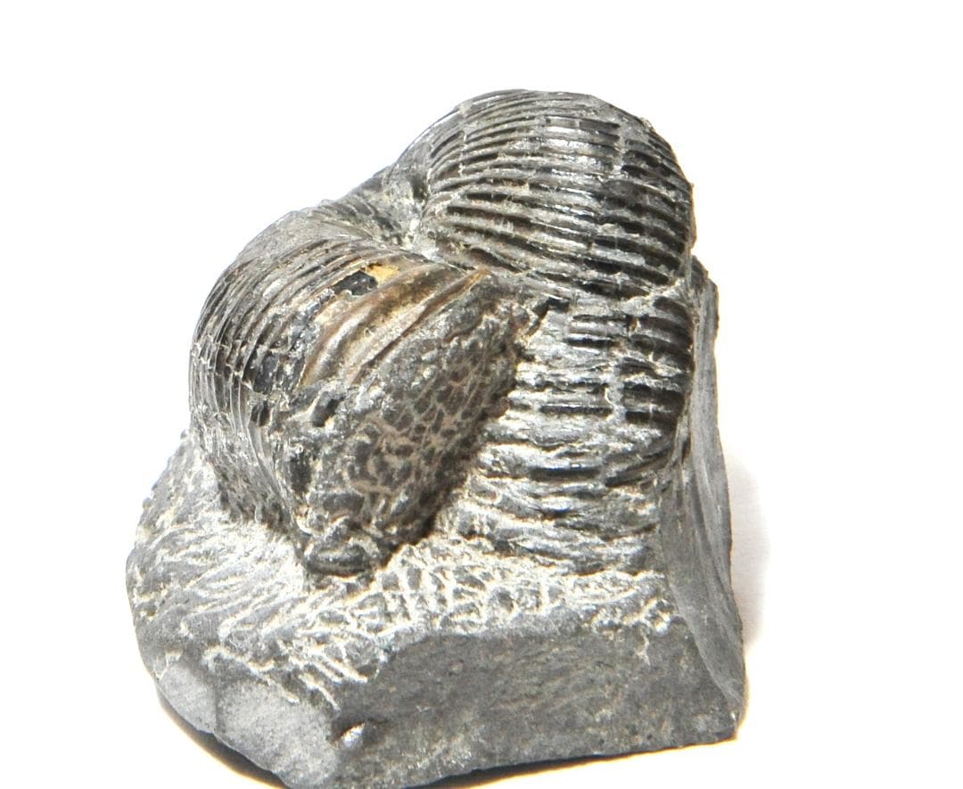 ｋｉｍｉｏ　化石ユウボストリセラスとムラモトセラス