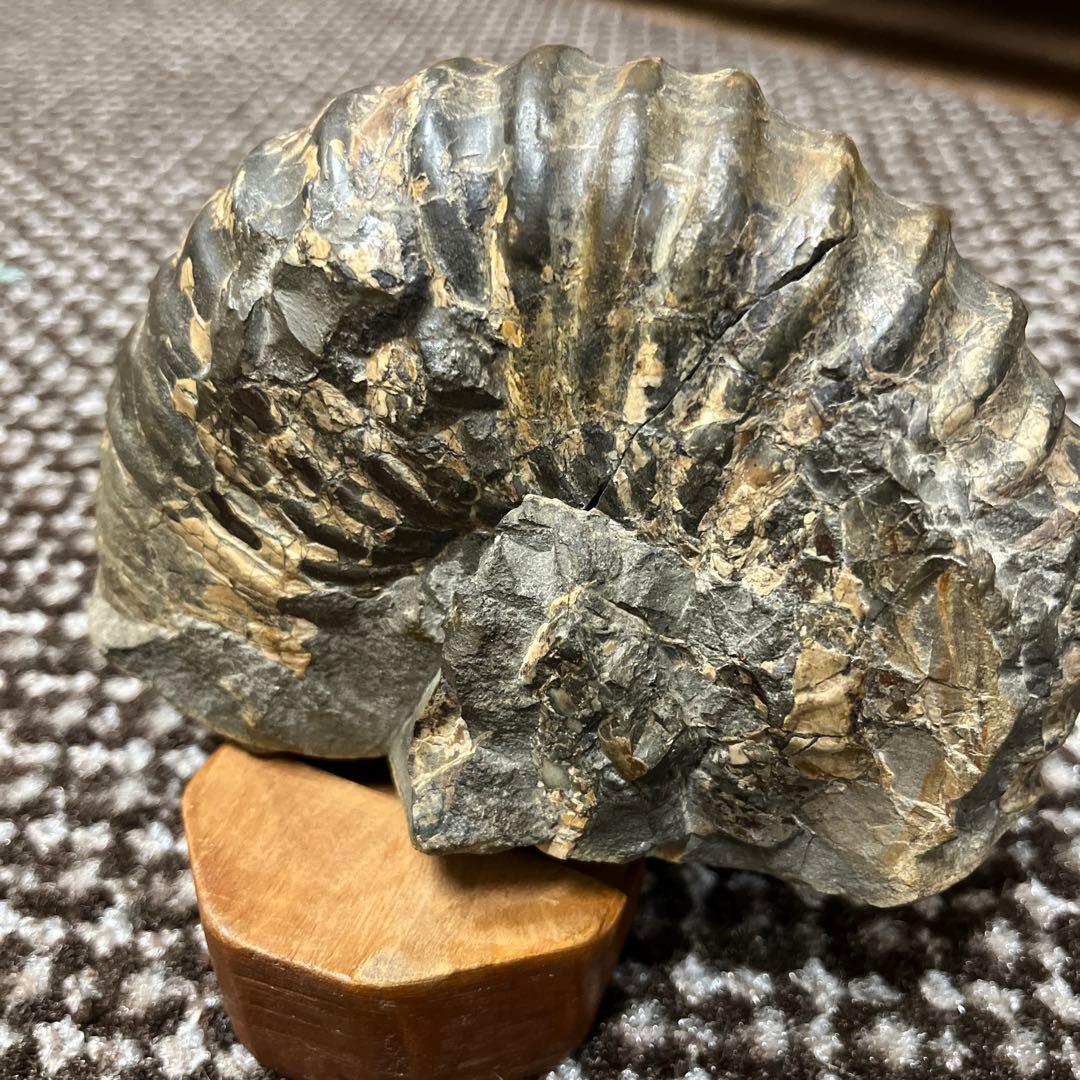 アンモナイト化石 木彫鑑賞用台座付き　置物　鑑賞石　北海道