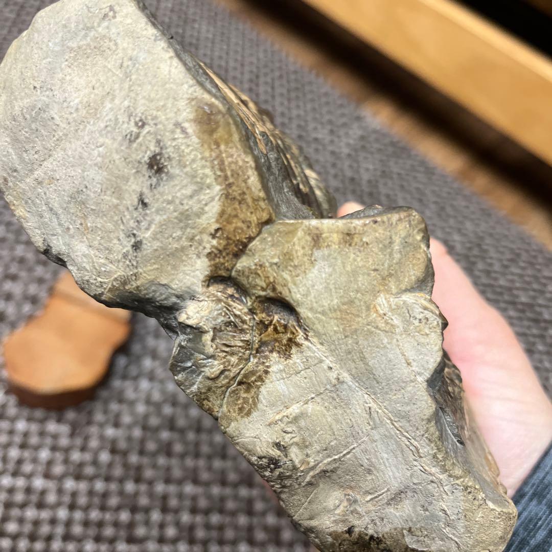 アンモナイト化石 木彫鑑賞用台座付き　置物　鑑賞石　北海道