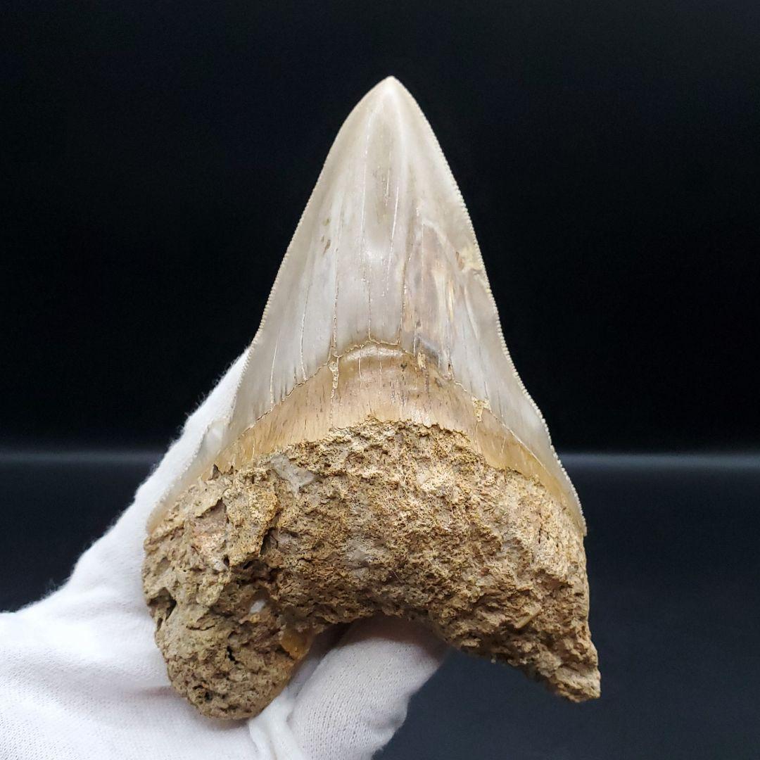 極上 メガロドン 歯 化石 本物 インドネシア 117.24mm mg15