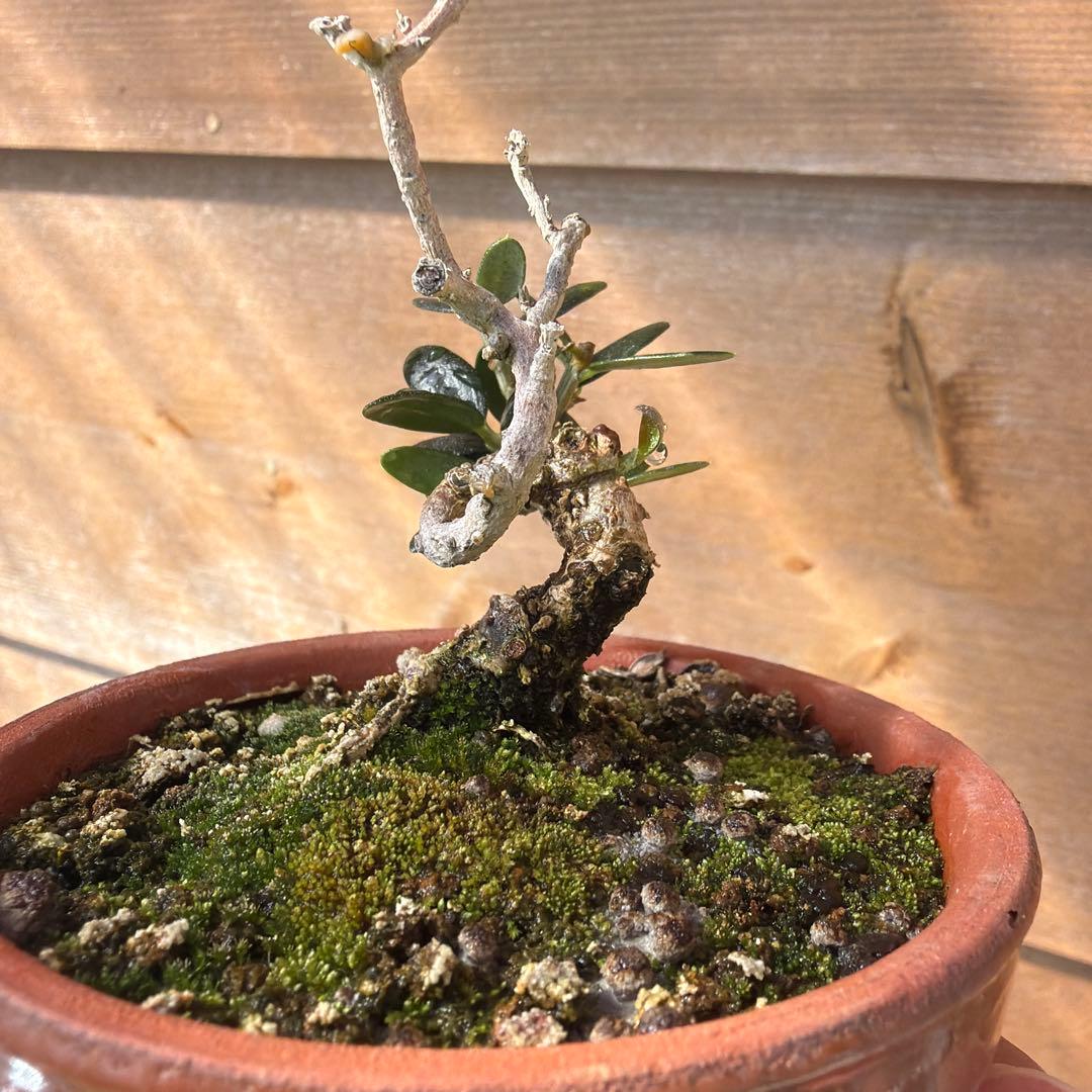 姫オリーブ小品盆栽2