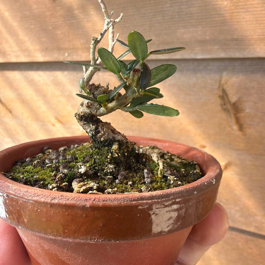 姫オリーブ小品盆栽2