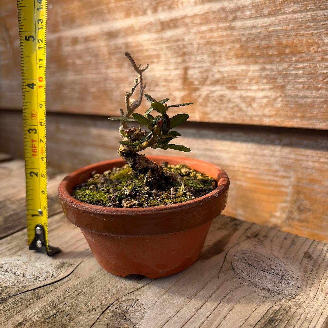 姫オリーブ小品盆栽2