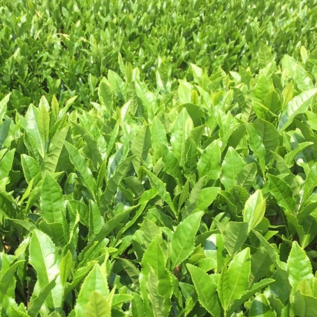 八女茶，緑茶(特上煎茶)20袋 nume★です