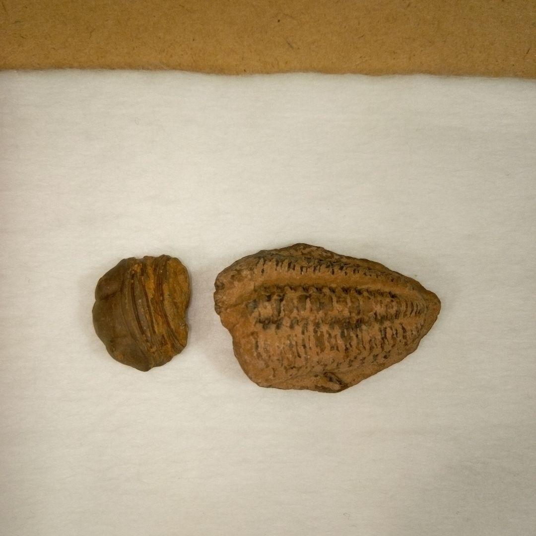 三葉虫　化石　fossil　ボリビア産　レア　Fossil判別②