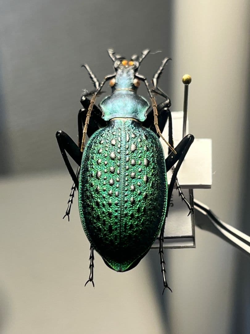 【極美個体】アオカブリモドキ オサムシ標本 オサムシ マイマイカブリ ハンミョウ