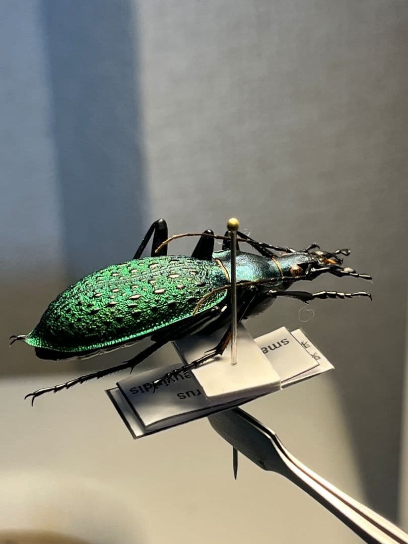 【極美個体】アオカブリモドキ オサムシ標本 オサムシ マイマイカブリ ハンミョウ