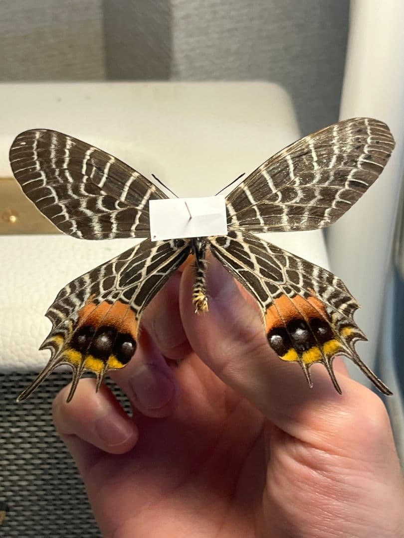 シボリアゲハ モルフォ蝶 蛾ピカソモスモルフォチョウMorpho昆虫標本