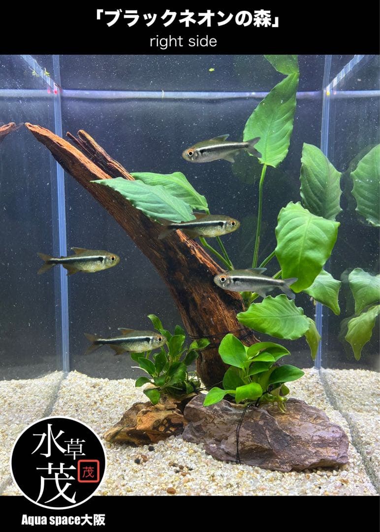 水草茂「shino様オーダー用」