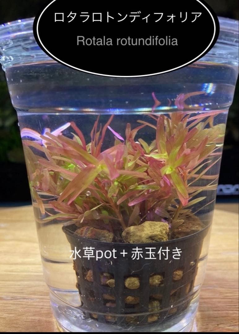 水草茂「shino様オーダー用」