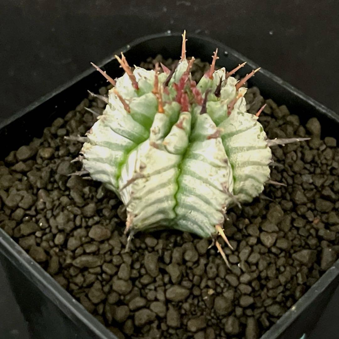 ユ*チ様 ユーフォルビアホリダ 関上No.2ゼブラホリダ×宇田ゼブラホリダ 純血