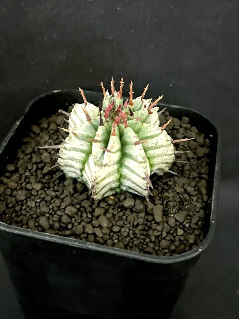 ユ*チ様 ユーフォルビアホリダ 関上No.2ゼブラホリダ×宇田ゼブラホリダ 純血