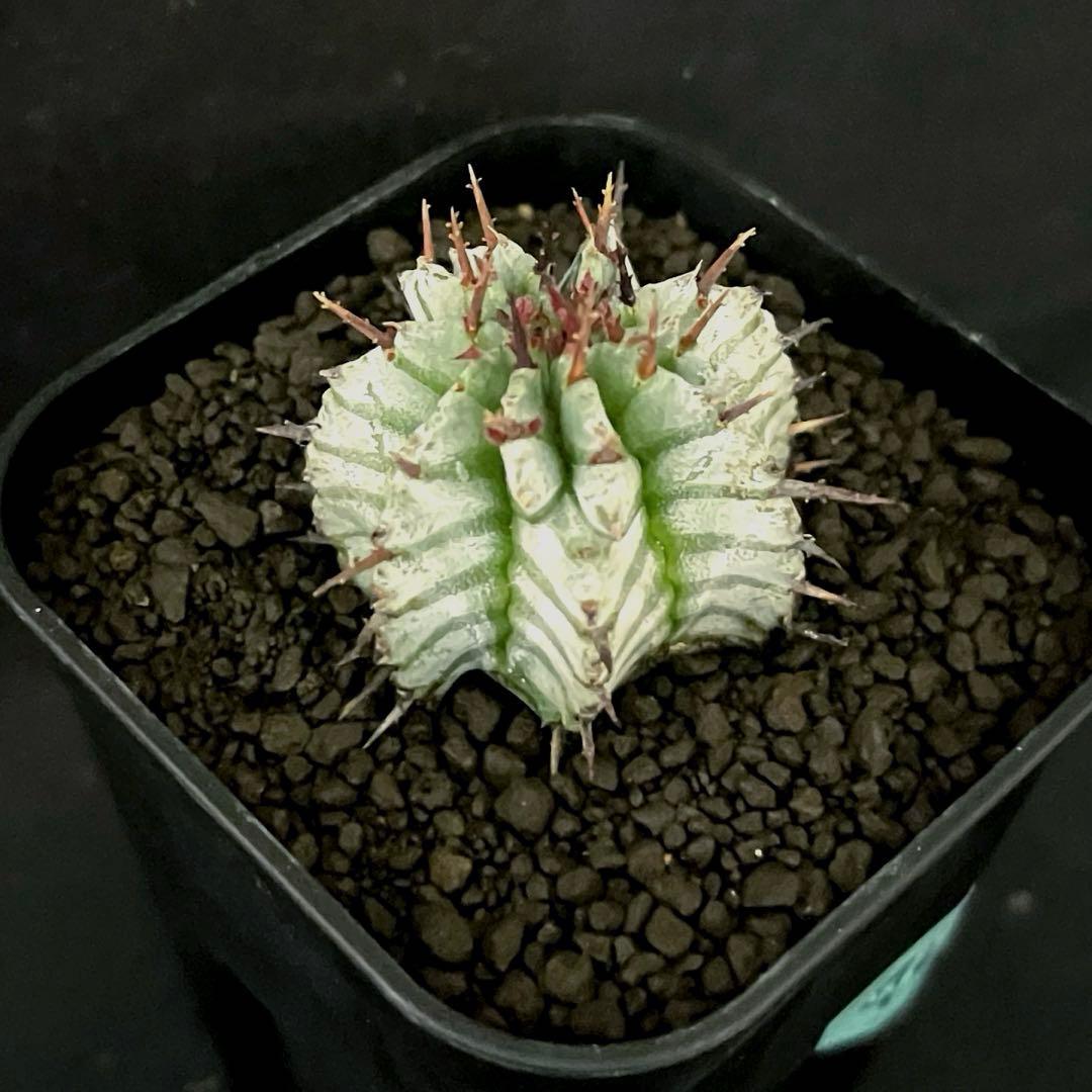 ユ*チ様 ユーフォルビアホリダ 関上No.2ゼブラホリダ×宇田ゼブラホリダ 純血