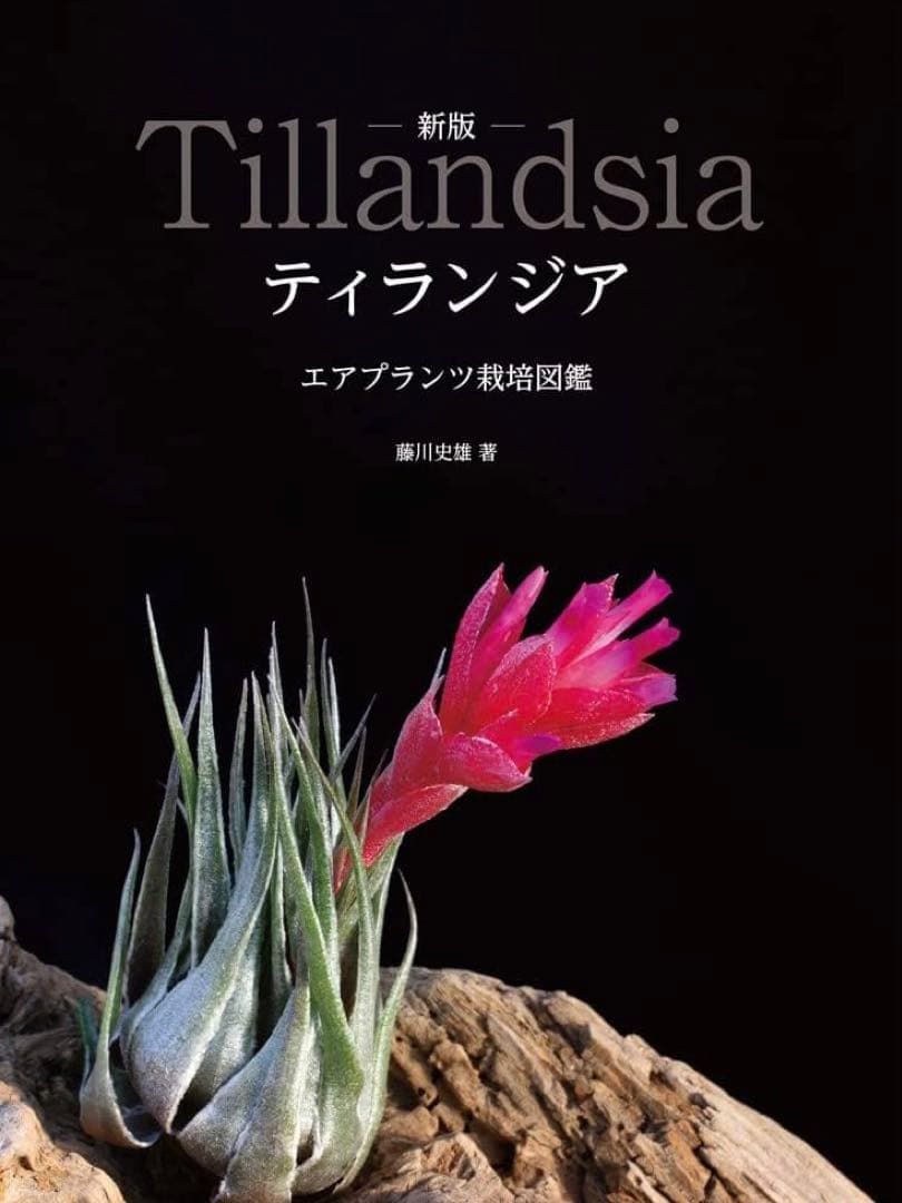 チランジア　カウツキー　カウツキー氏由来　(エアプランツ図鑑　表紙のカウツキー)