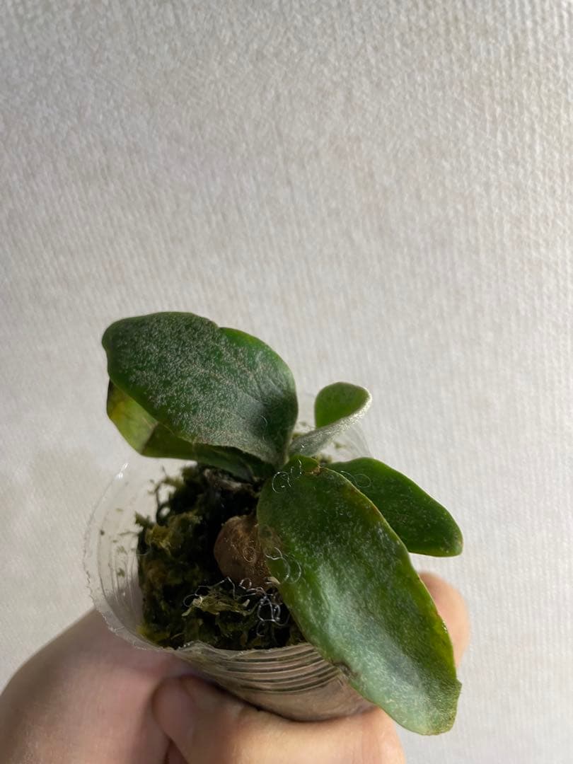 T*x様 ビカクシダ　フィッシュボーン