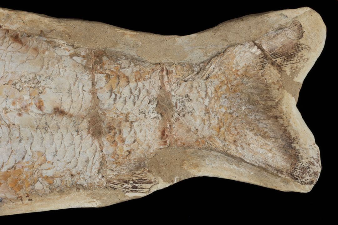 白亜紀前期 サンタナ層産 古代魚化石 クラドキクルス 古生物化石 標本 骨格