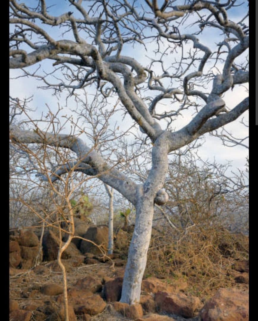 ワンページ☆ペルー産プレミアムパロサント1KG業務用価額