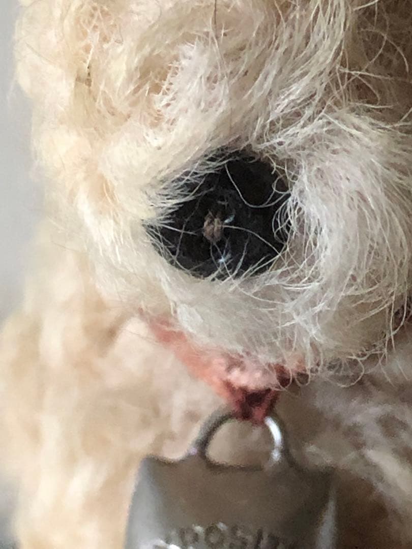 ■フランス■アンティーク■羊■モヘア羊■紙ものリースおまけつき■