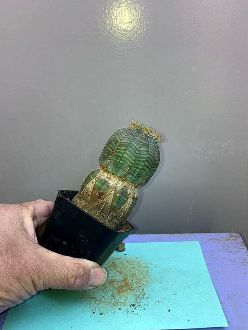 《2.5号WR》ユーフォルビア　オールドオベサ　雌株