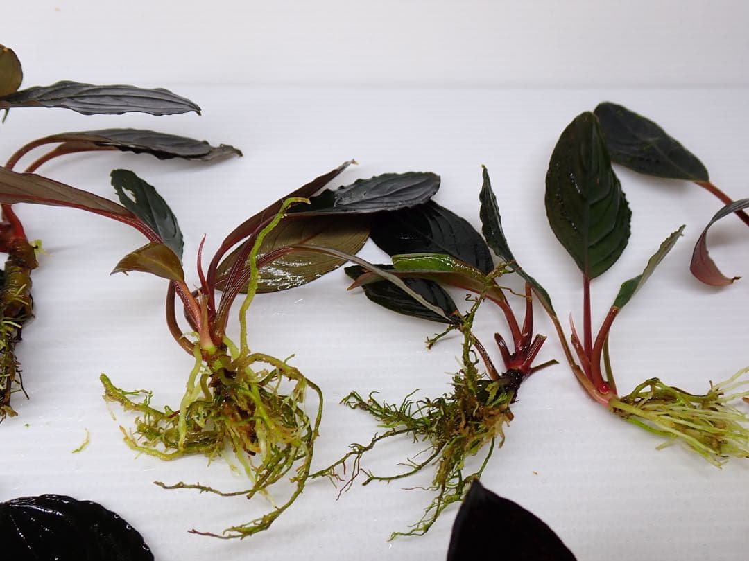 み*！様 ブセファランドラスケルトンキング12株