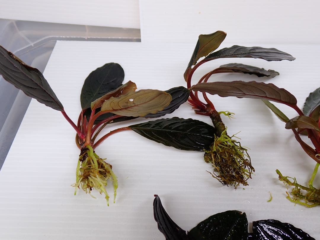 み*！様 ブセファランドラスケルトンキング12株