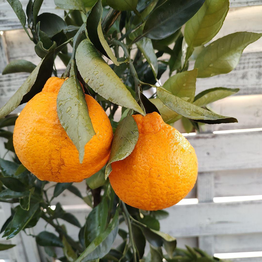 ③不知火 3年生 実つき 苗木