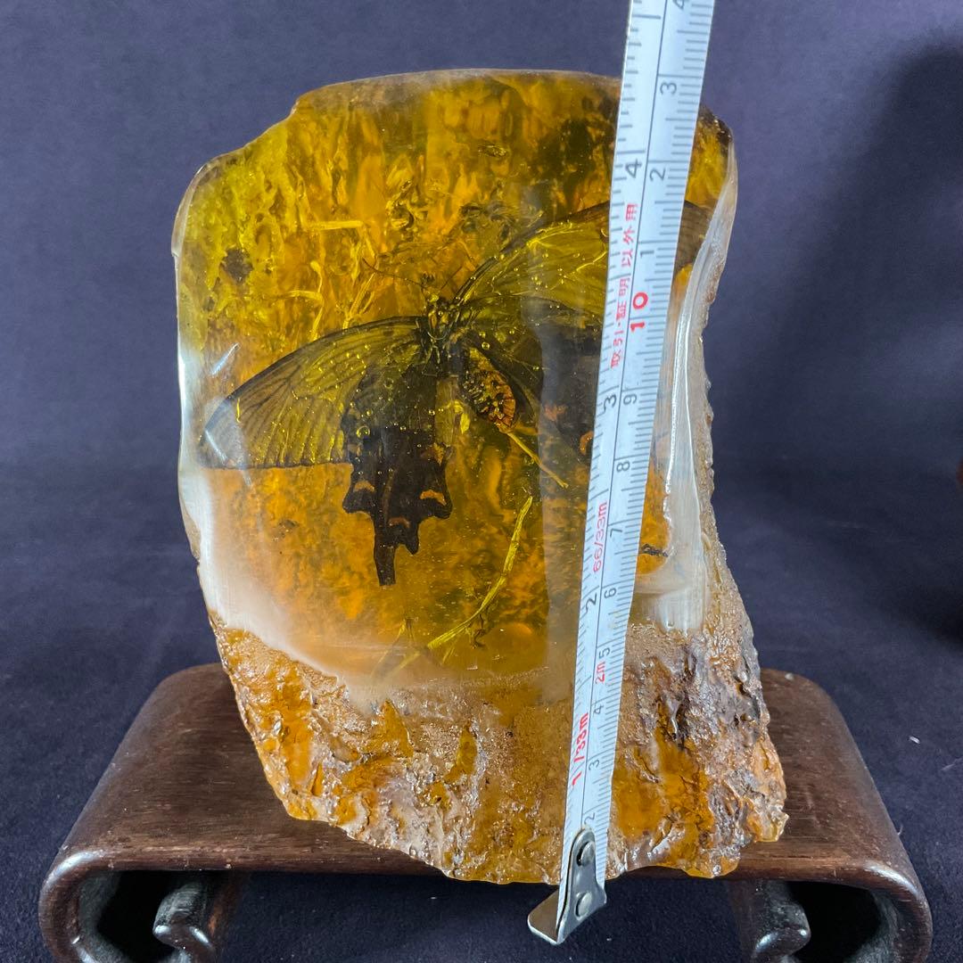 琥珀の中の蝶標本