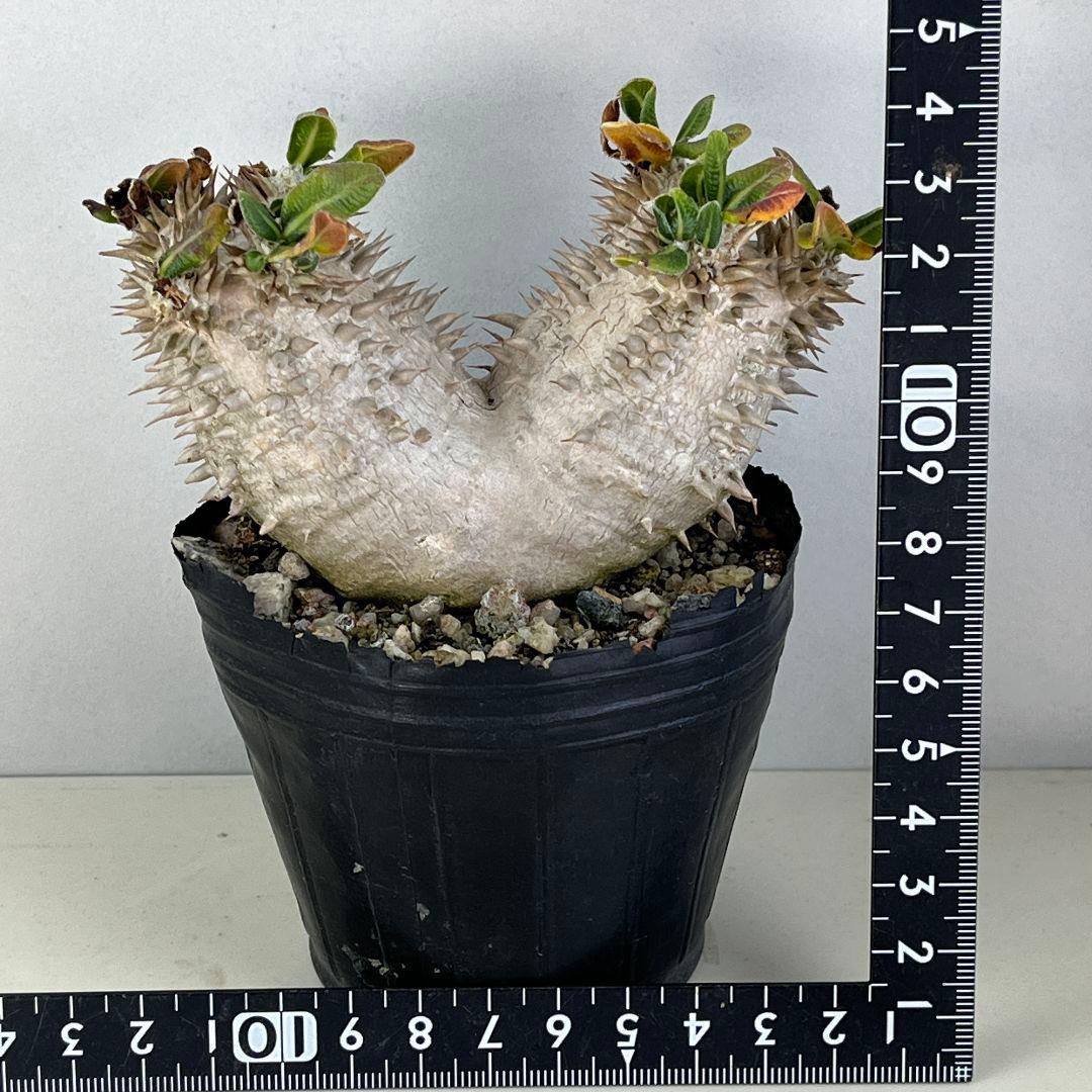 ぽ*け様 J136パキポディウム デンシカウレ 恵比寿大黒 実生 小葉 8年の古