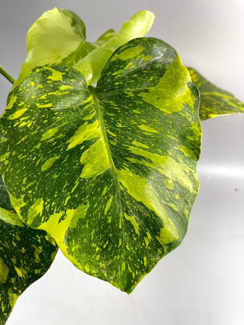Monstera Electrolyteモンステラ エレクトロライト　②