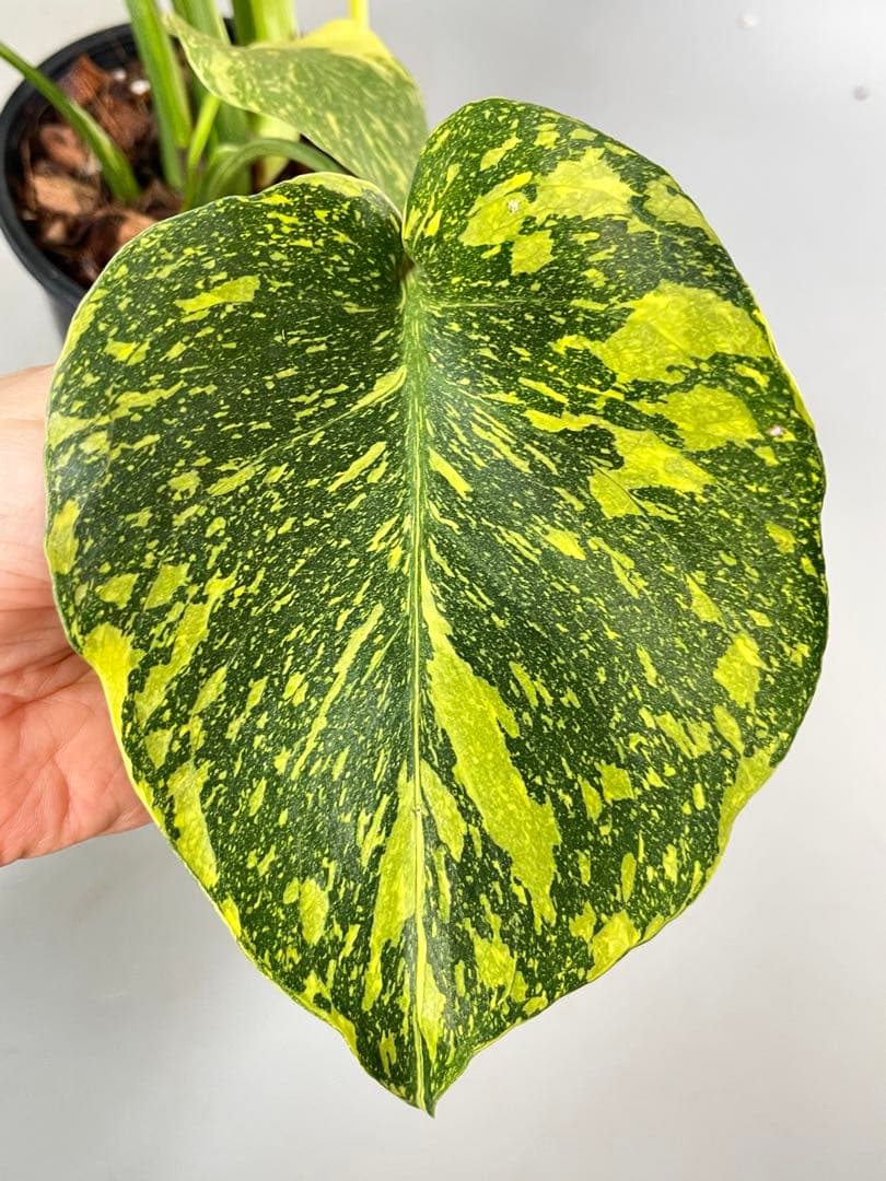 Monstera Electrolyteモンステラ エレクトロライト　②