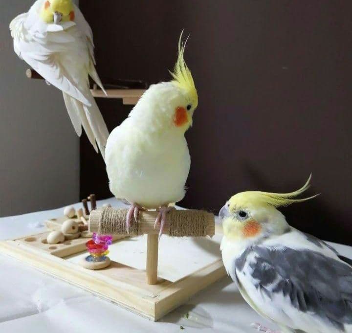 k18⭐バードアスレチック　ミラーボード　バードトイ　止まり木　フォージングトイ