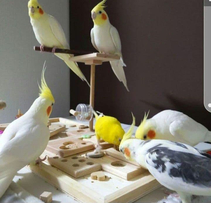 k18⭐バードアスレチック　ミラーボード　バードトイ　止まり木　フォージングトイ