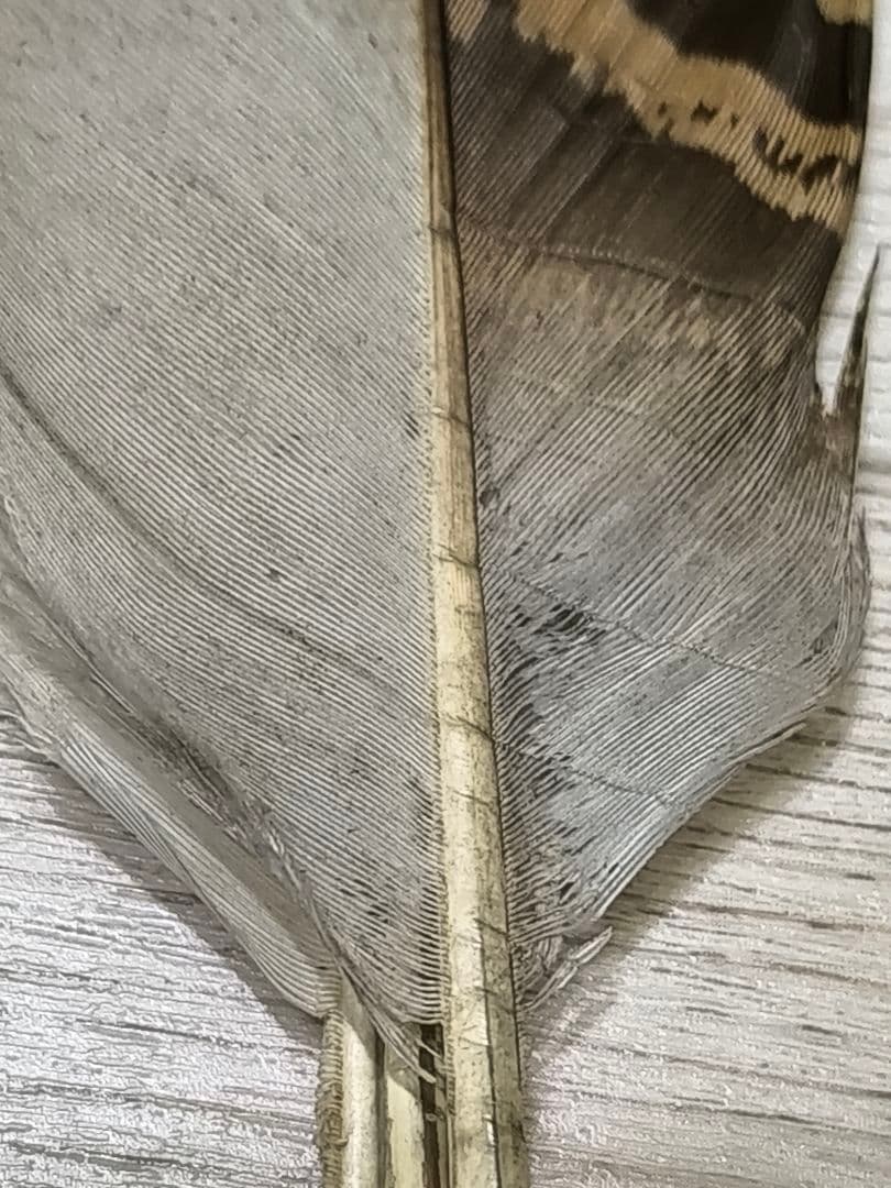 ​茶道具 羽帚（はぼうき） 三ツ羽 天然羽 箱入り羽箒